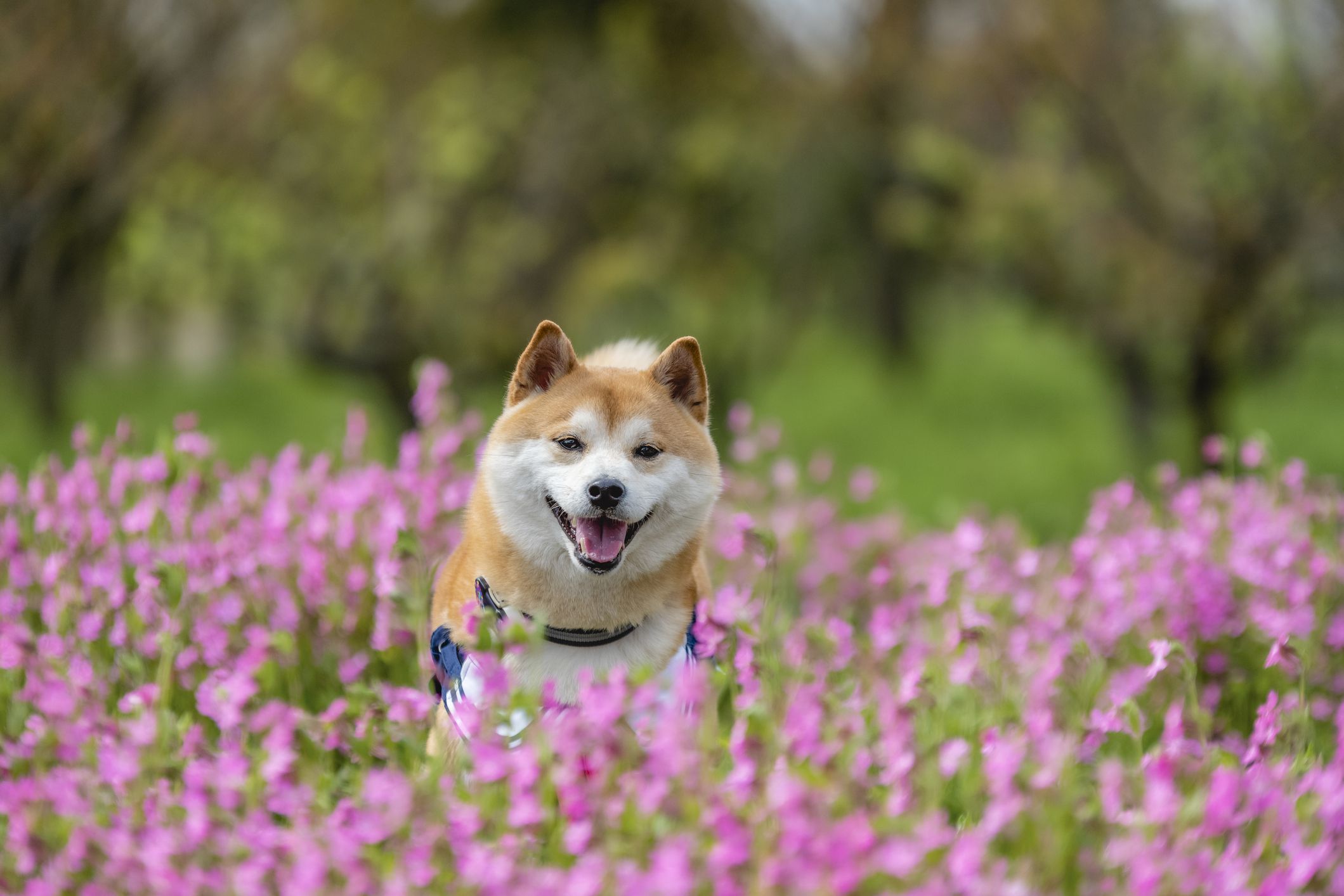 A shiba inu dog, enjoying his morning walk in the garden.